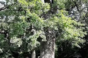 Pansky Oak image