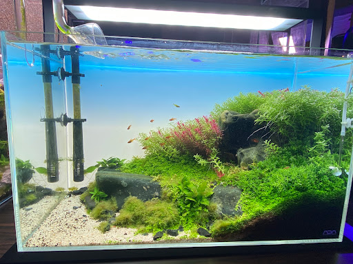 Tropical Fish Store «Picasso Exotic Aquatics», reviews and photos, 11560 Ash St, Leawood, KS 66211, USA