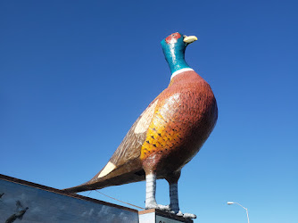 World's Largest Pheasant