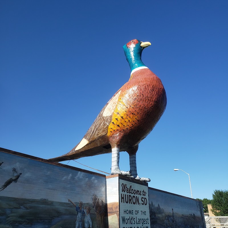 World's Largest Pheasant