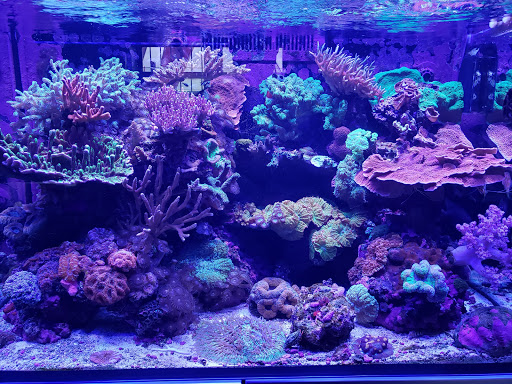 Tropical Fish Store «Manhattan Aquariums», reviews and photos, 522 W 37th St, New York, NY 10018, USA