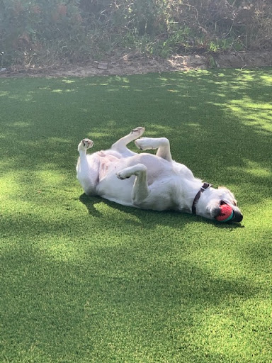 Specialty Dog Training image