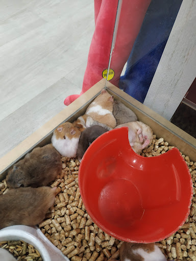 Pet Store «Petland Topeka», reviews and photos, 1801 SW Wanamaker Rd, Topeka, KS 66614, USA