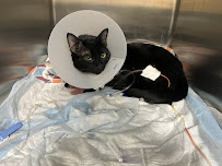 Pet Emergency & Specialty Center-South County - Photo 3 - Car repair in Chula Vista, CA, Chula Vista
