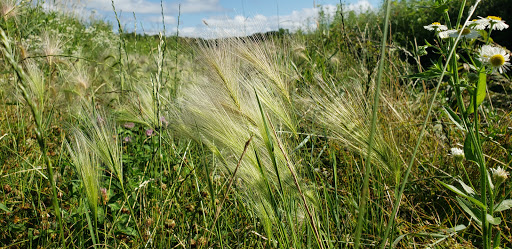 Nature Preserve «Fort Sheridan Forest Preserve», reviews and photos, 117 Sheridan Rd, Lake Forest, IL 60045, USA