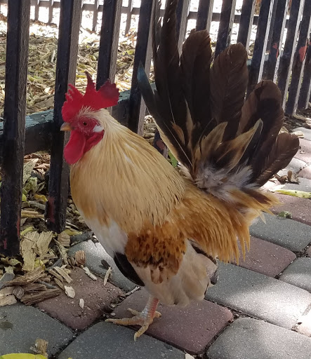 Zoo «Fritz Park Petting Farm», reviews and photos, 312 E Vilbig St, Irving, TX 75060, USA