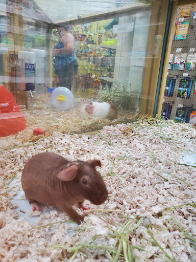 Pet Supply Store «Pet Supermarket», reviews and photos, 1040 Palm Coast Pkwy NW, Palm Coast, FL 32137, USA