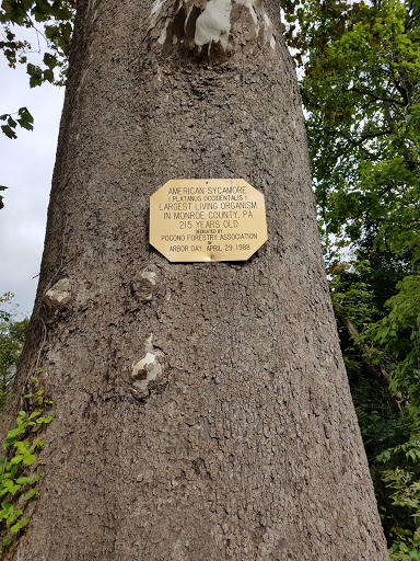 Seafood Restaurant «Sycamore Grille», reviews and photos, 92 Main St, Delaware Water Gap, PA 18327, USA