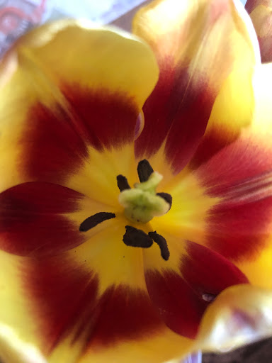 Florist «Petals & Stems Florist», reviews and photos, 13319 Montfort Dr, Dallas, TX 75240, USA