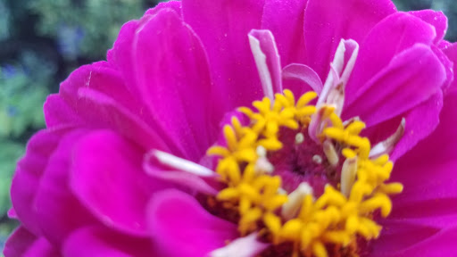 Garden «Conservatory Garden», reviews and photos, 402 5th Ave, New York, NY 10029, USA