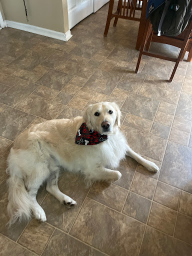 Pet Supply Store «Pet Supplies Plus», reviews and photos, 7467 St Andrews Rd, Irmo, SC 29063, USA