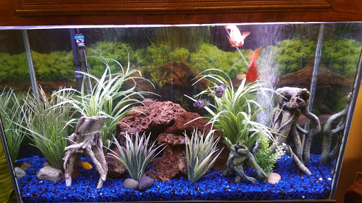 Tropical Fish Store «Inwood Aquarium», reviews and photos, 8244 Antoine Dr # C, Houston, TX 77088, USA