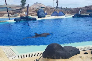 Espectáculo de Delfines image