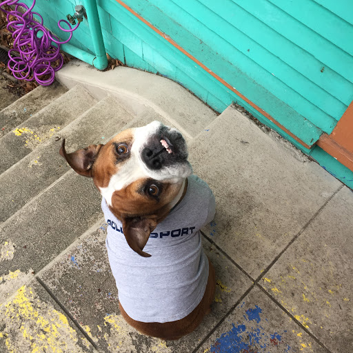 Thrift Store «Lucky Dog Clothing», reviews and photos, 8201 Greenwood Ave N, Seattle, WA 98103, USA