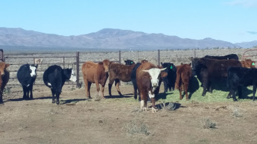 Pet Supply Store «Stockton Hill Feed & Pet», reviews and photos, 4250 Stockton Hill Rd, Kingman, AZ 86409, USA