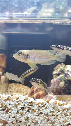 Tropical Fish Store «Premier Aquatics», reviews and photos, 1801 Roswell Rd, Marietta, GA 30062, USA