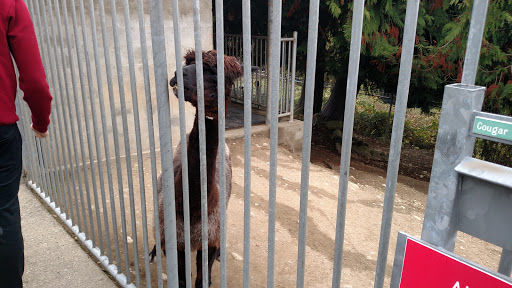 Zoo «Cougar Mountain Zoo», reviews and photos, 19525 SE 54th St, Issaquah, WA 98027, USA