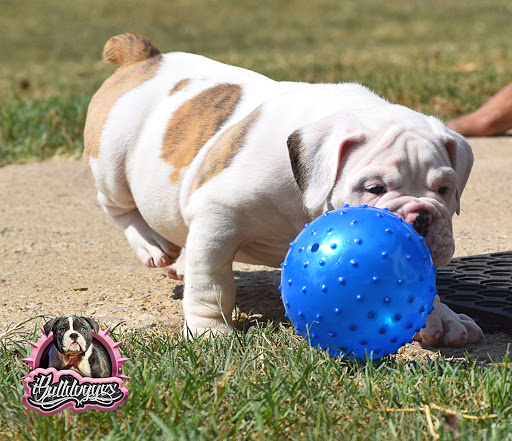 Chris and Gina, Breeder Services and Olde English Bulldogges