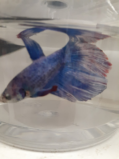 Pet Supply Store «Petco Animal Supplies», reviews and photos, 2765 Papermill Rd G-1, Reading, PA 19610, USA