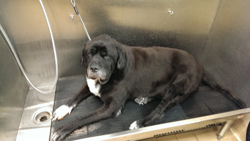 Pet Supply Store «Pet Supplies Plus», reviews and photos, 1704 Greenville Ave, Dallas, TX 75206, USA