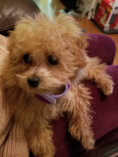 Pet Supply Store «PetSmart», reviews and photos, 42 Southgate Square, Colonial Heights, VA 23834, USA