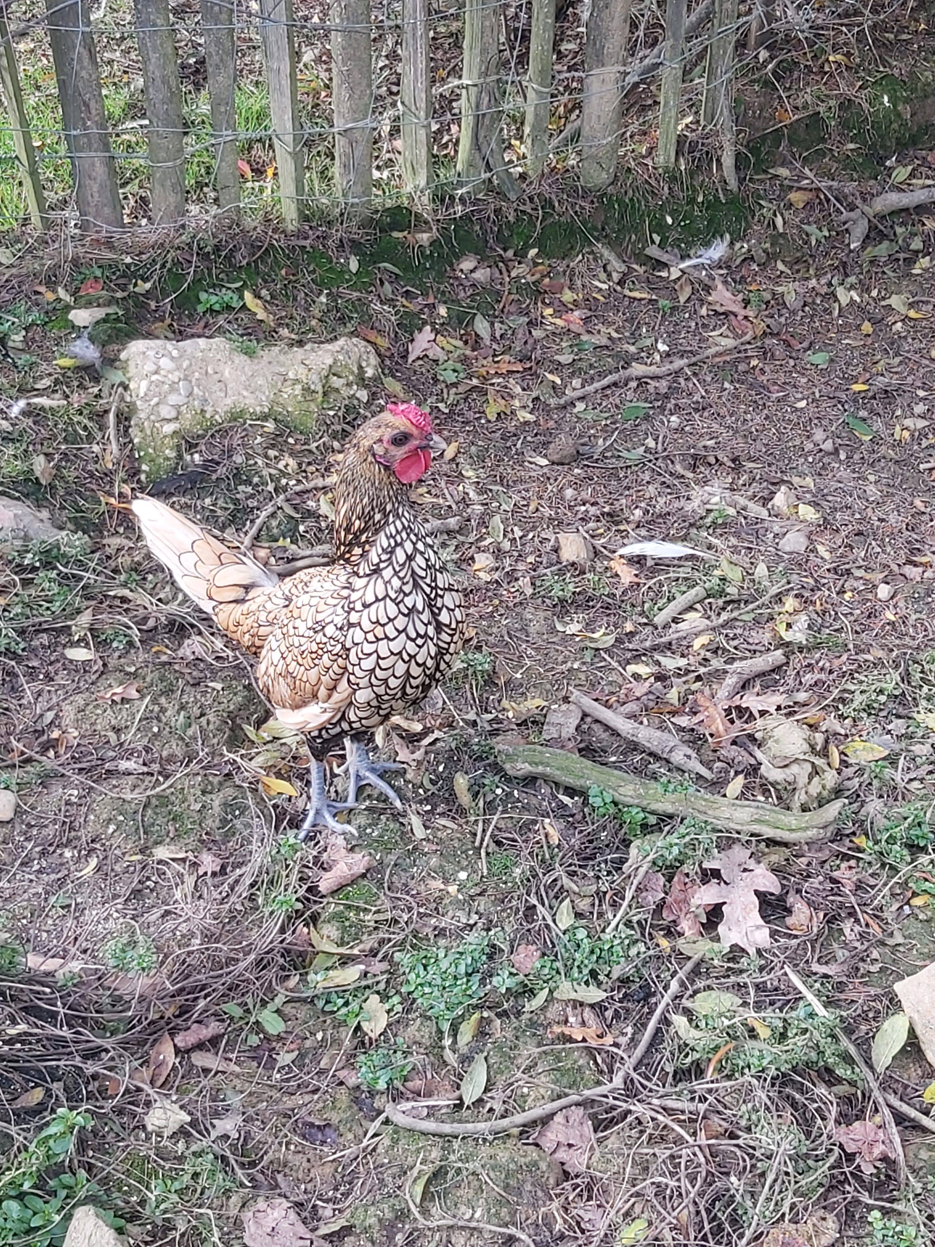 Photo n° 27 de l'avis de Surcouf.3 fait le 30/10/2021 à 16:23