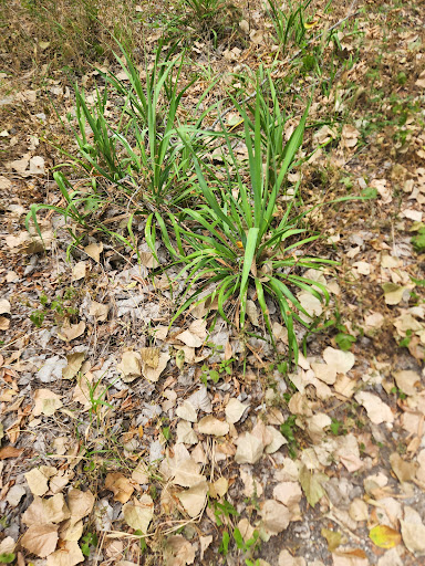 Nature Preserve «Spring Creek Forest Preserve», reviews and photos, 1770 Holford Rd, Garland, TX 75044, USA