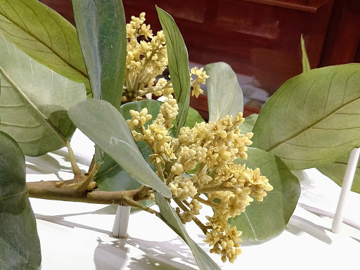 Natural History Museum «Harvard Museum of Natural History», reviews and photos, 26 Oxford St, Cambridge, MA 02138, USA