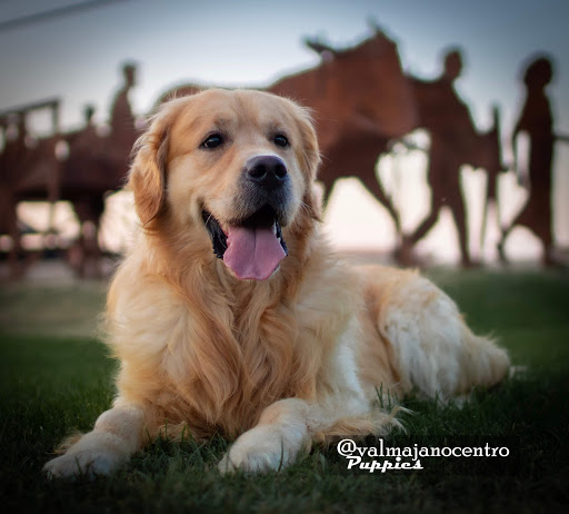 Valmajano Centro Canino en Valverde del Majano, Segovia