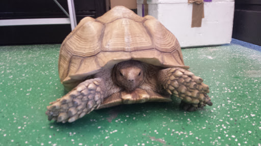 Pet Supply Store «PetSmart», reviews and photos, 4900 Monticello Ave, Williamsburg, VA 23188, USA