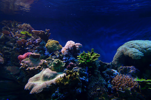 Aquarium «New York Aquarium», reviews and photos, 602 Surf Ave, Brooklyn, NY 11224, USA