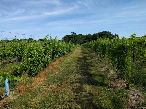 Winery «Johnson Estate Winery», reviews and photos, 8419 W Main St, Westfield, NY 14787, USA