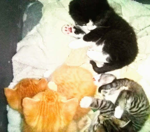 Home Improvement Store «The Home Depot», reviews and photos, 3849 S Delsea Dr, Vineland, NJ 08360, USA