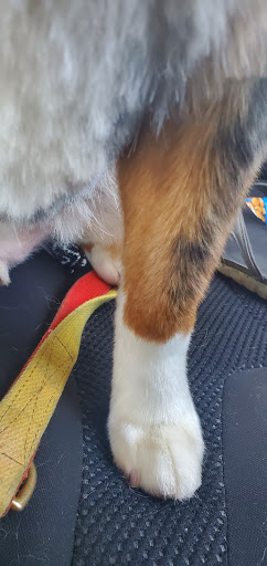 Pet Supply Store «PetSmart», reviews and photos, 8460 Tamarack Village, Woodbury, MN 55125, USA