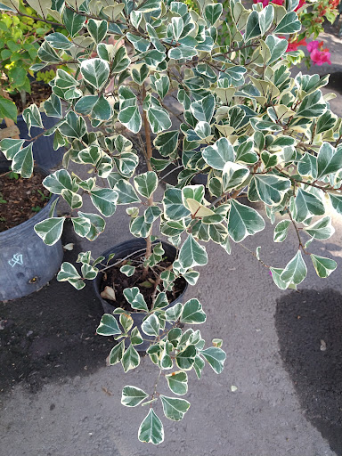 Landscape Designer «Santa Barbara Nursery», reviews and photos, 20425 SW 177th Ave, Miami, FL 33187, USA