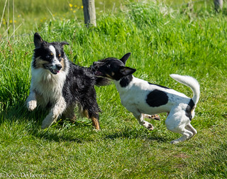 Grand Park Dog Park