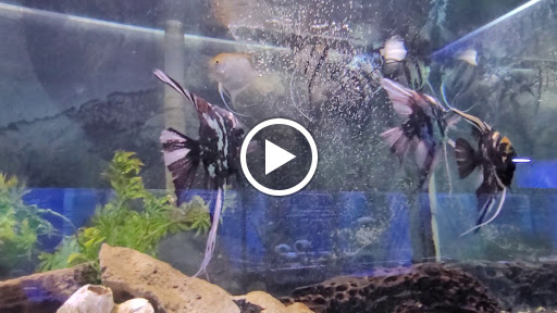 Pet Store «Moby Dick Pet Store Inc», reviews and photos, 3700 Sashabaw Rd, Waterford Twp, MI 48329, USA