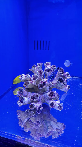 Aquarium «Coral Logic Aquarium LLC», reviews and photos, 7860 Gate Pkwy #108, Jacksonville, FL 32256, USA