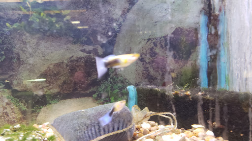 Pet Store «Boiling Springs Pet World», reviews and photos, 2651 Boiling Springs Rd, Spartanburg, SC 29316, USA