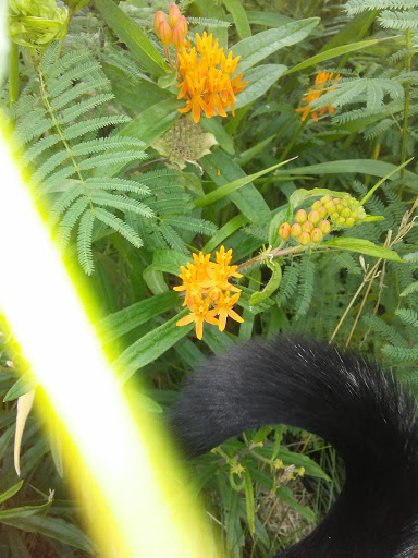 Park «Carol Stream Park District», reviews and photos, 849 W Lies Rd, Carol Stream, IL 60188, USA