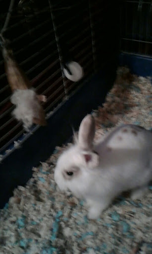 Pet Supply Store «PetSmart», reviews and photos, 279 E Fairmount Ave, Lakewood, NY 14750, USA