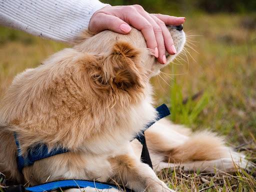Das Tierzimmer - Ganzheitliche Tiertherapie / Physiotherapie für Hunde/Pferde unter Erlangen, Bayern