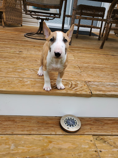 Pet Supply Store «PetSmart», reviews and photos, 1232 Hooper Ave, Toms River, NJ 08753, USA