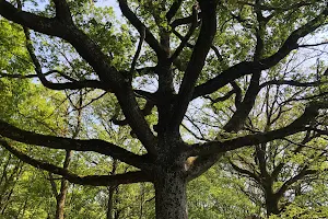 Les 11 Chênes Remarquables en Forêt de Méridon image