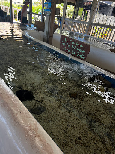 Amusement Park «Gulfarium Marine Adventure Park», reviews and photos, 1010 Miracle Strip Pkwy SE, Fort Walton Beach, FL 32548, USA