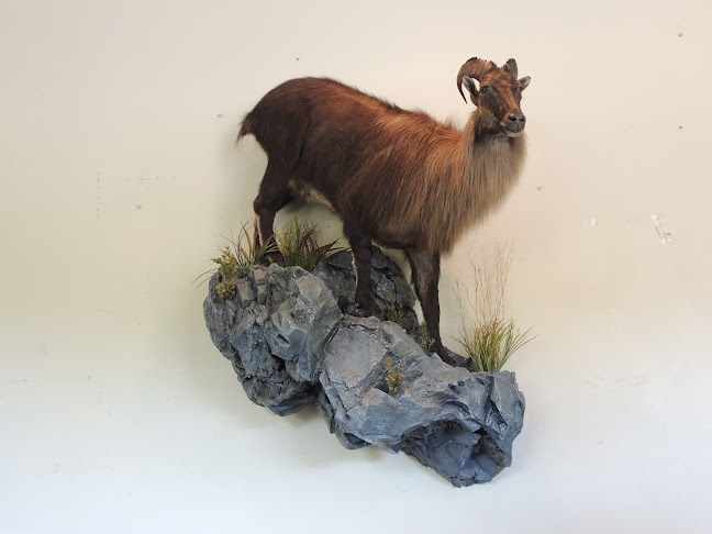 Coleman Country Taxidermy