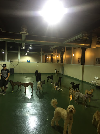 Dog accommodation Chicago
