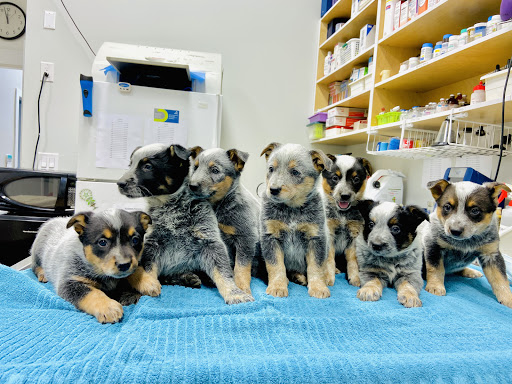 Fairview Animal Hospital image