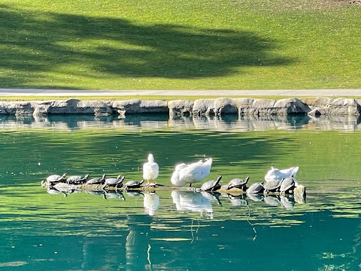 Park «English Springs Park», reviews and photos, 2201 Grand Ave, Chino Hills, CA 91709, USA