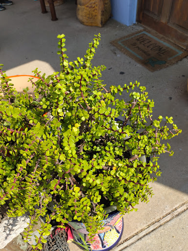 Gift Shop «Sea Shell Shoppe», reviews and photos, 120 N Austin St, Rockport, TX 78382, USA